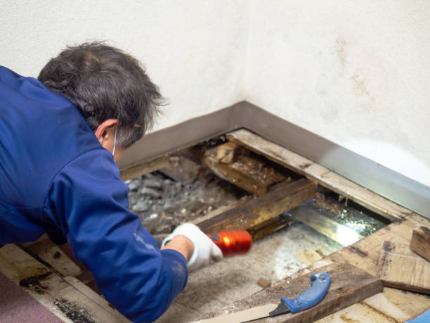 Best Office Mold Removal Services  in Oakhurst, CA