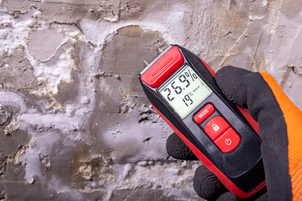 Best Same-Day Mold Removal  in Oakhurst, CA