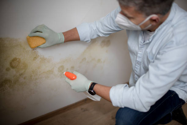 Best Mold Remediation  in Oakhurst, CA