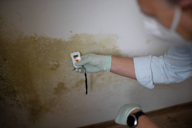 Best Mold Removal Near Me  in Oakhurst, CA