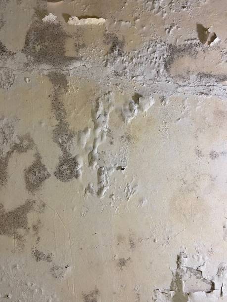 Best Mold Remediation Experts  in Oakhurst, CA