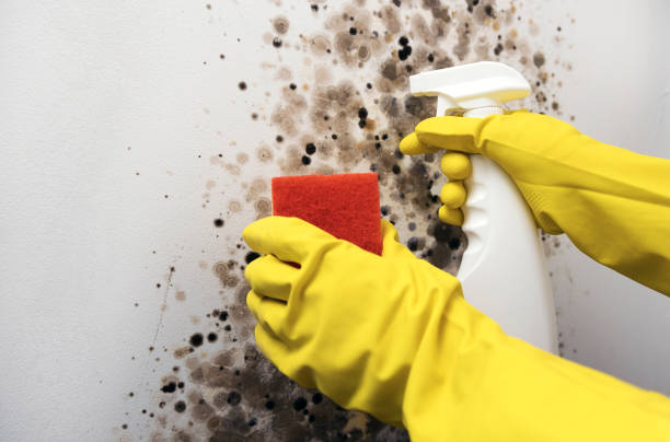 Professional Mold Removal in Oakhurst, CA