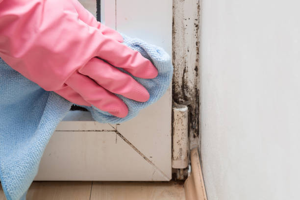 Best Fast Mold Removal  in Oakhurst, CA